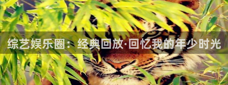新宝5怎么下载：综艺娱乐圈：经典回放·回忆我的年少时光